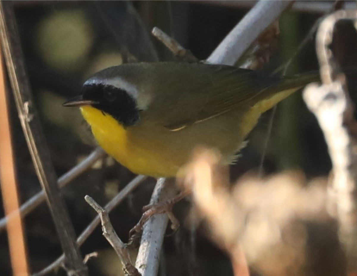 Common Yellowthroat - ML643034235