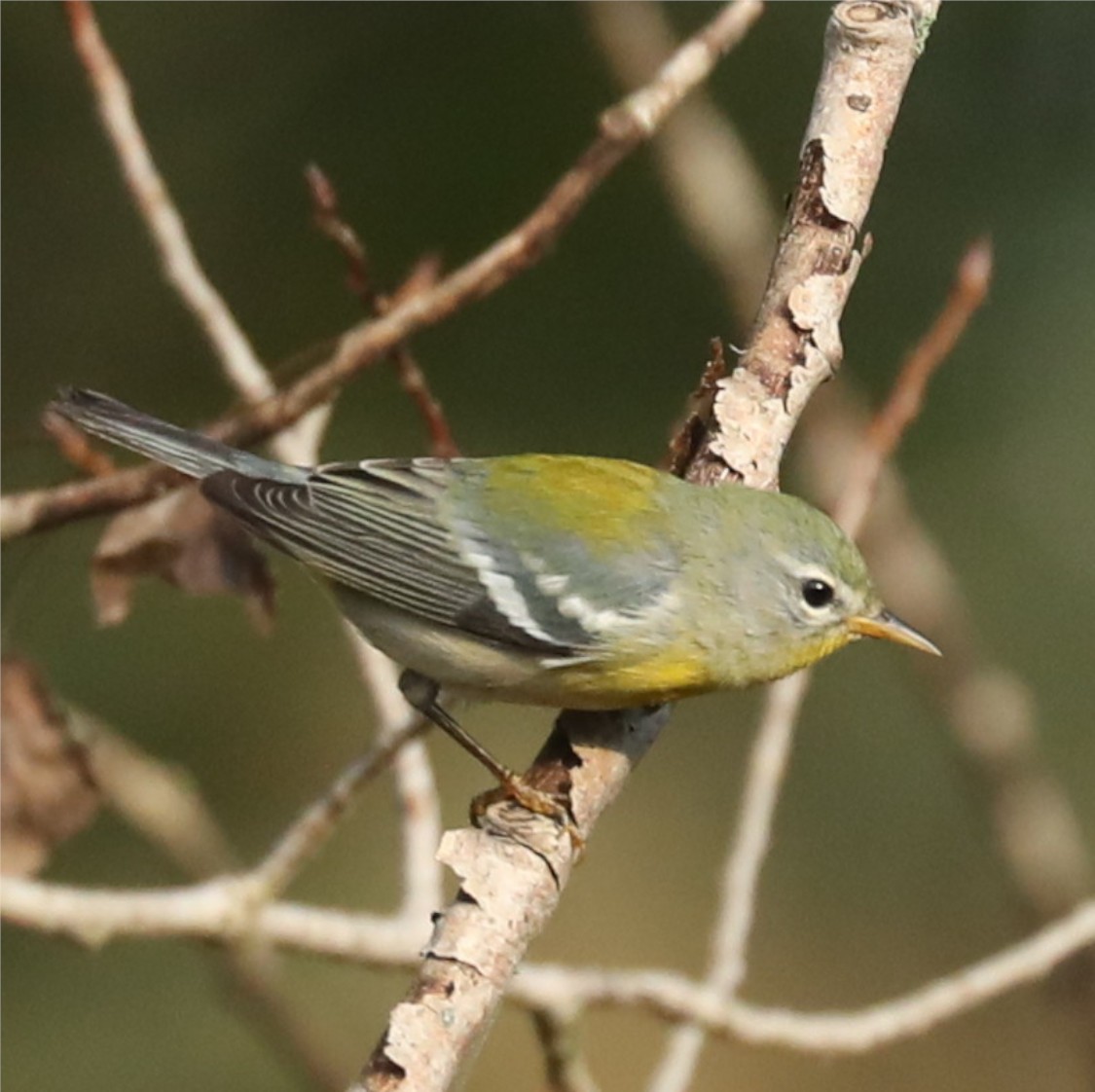 Northern Parula - ML643034242
