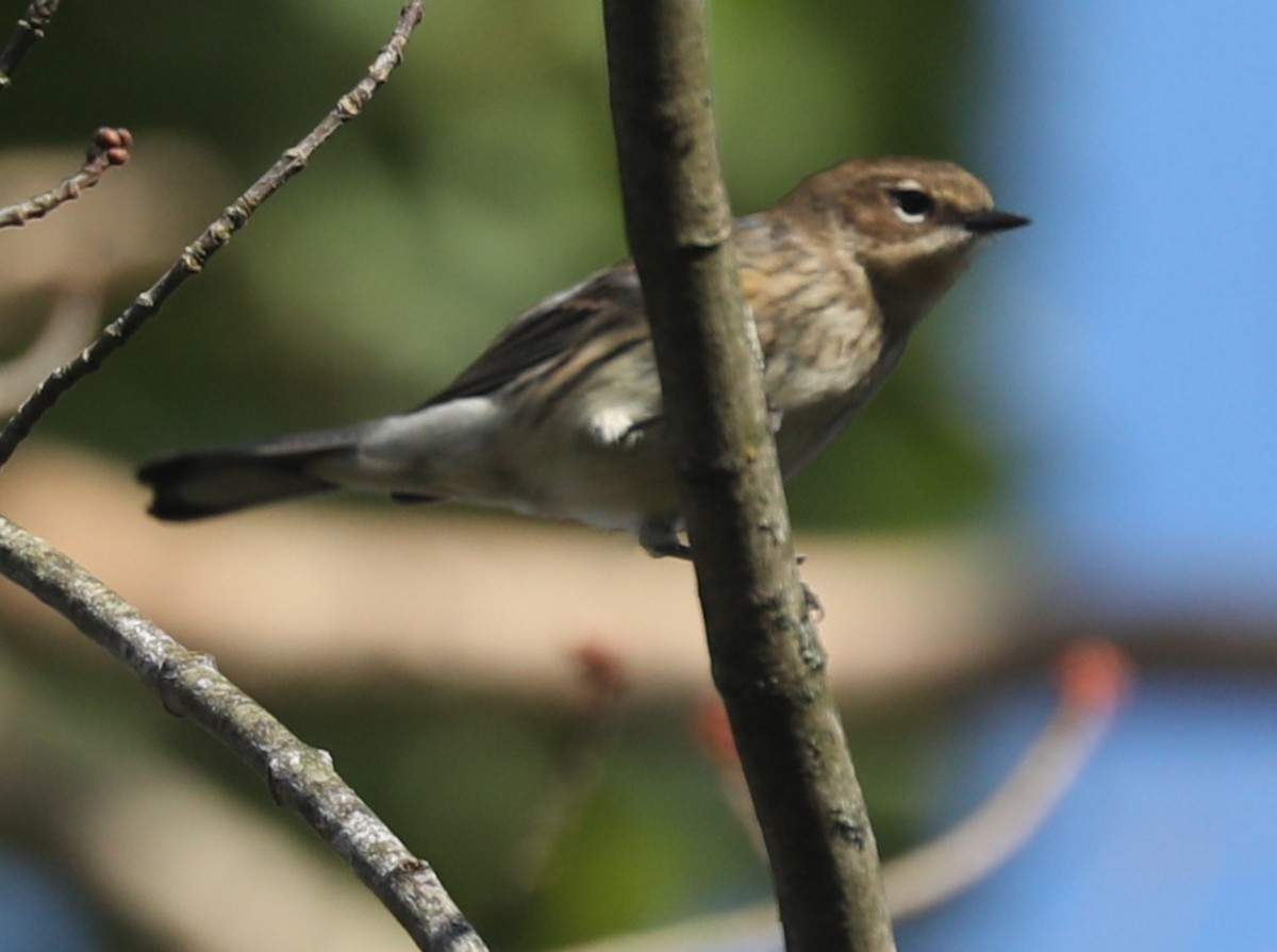 Yellow-rumped Warbler - ML643034248