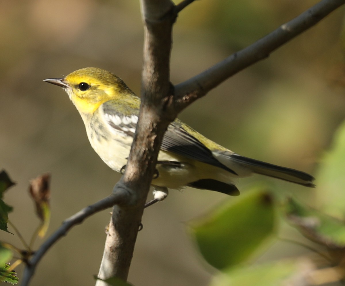 Black-throated Green Warbler - ML643034254