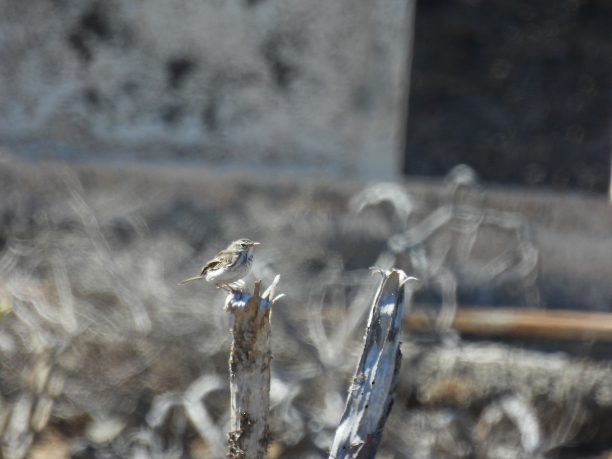 Berthelot's Pipit - ML643034255