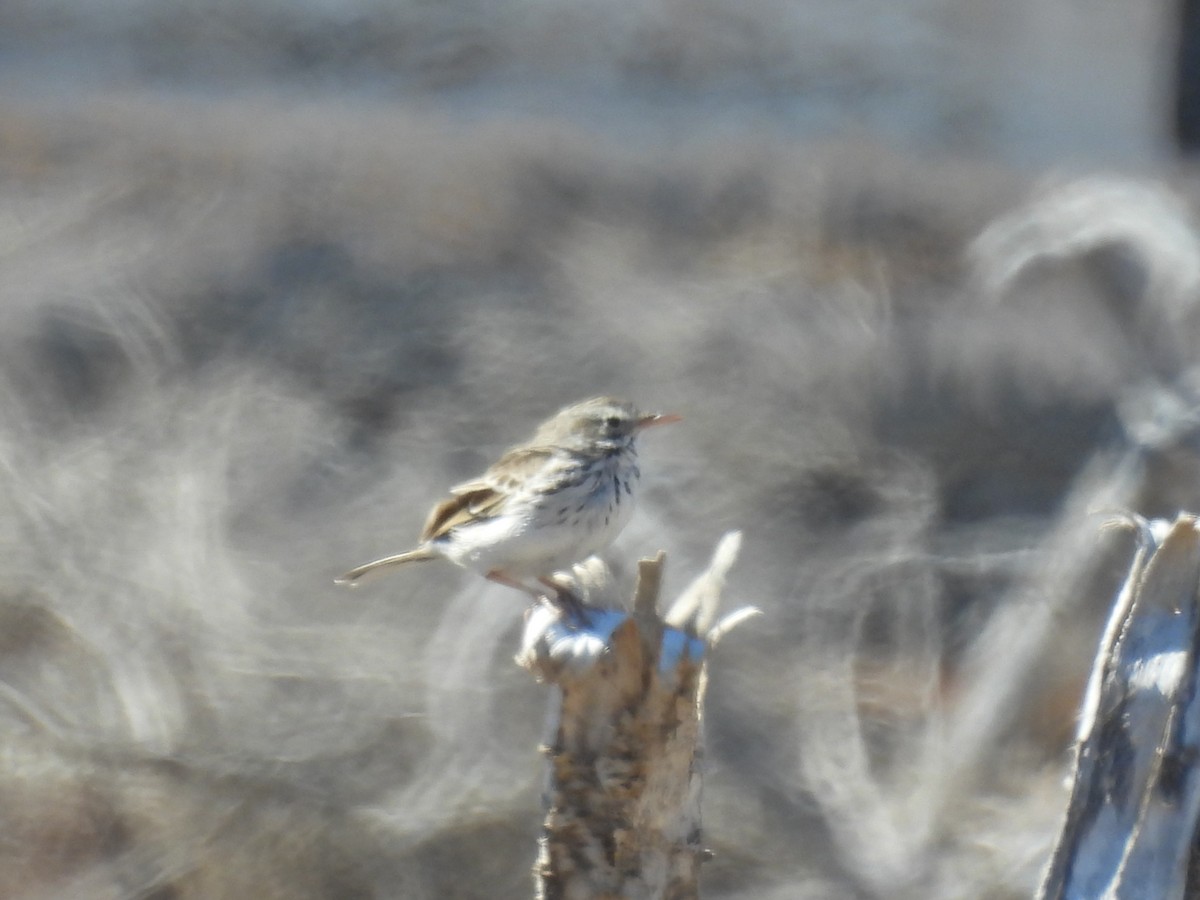 Berthelot's Pipit - ML643034256