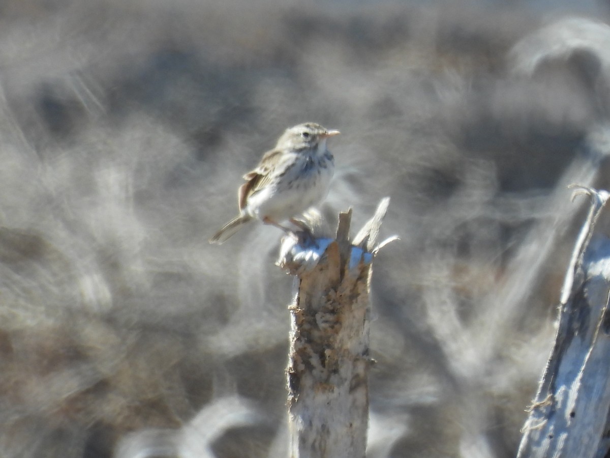Berthelot's Pipit - ML643034261