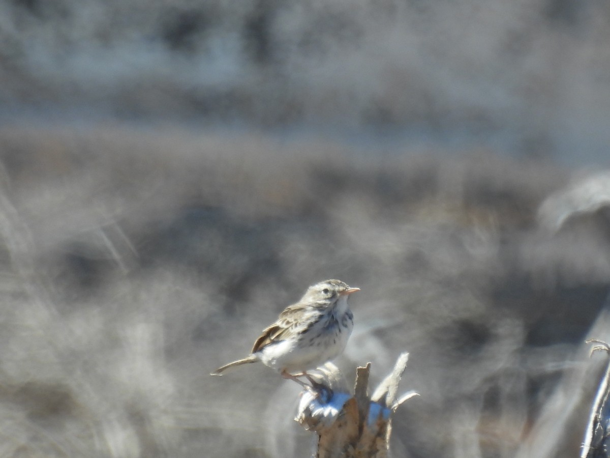 Berthelot's Pipit - ML643034267