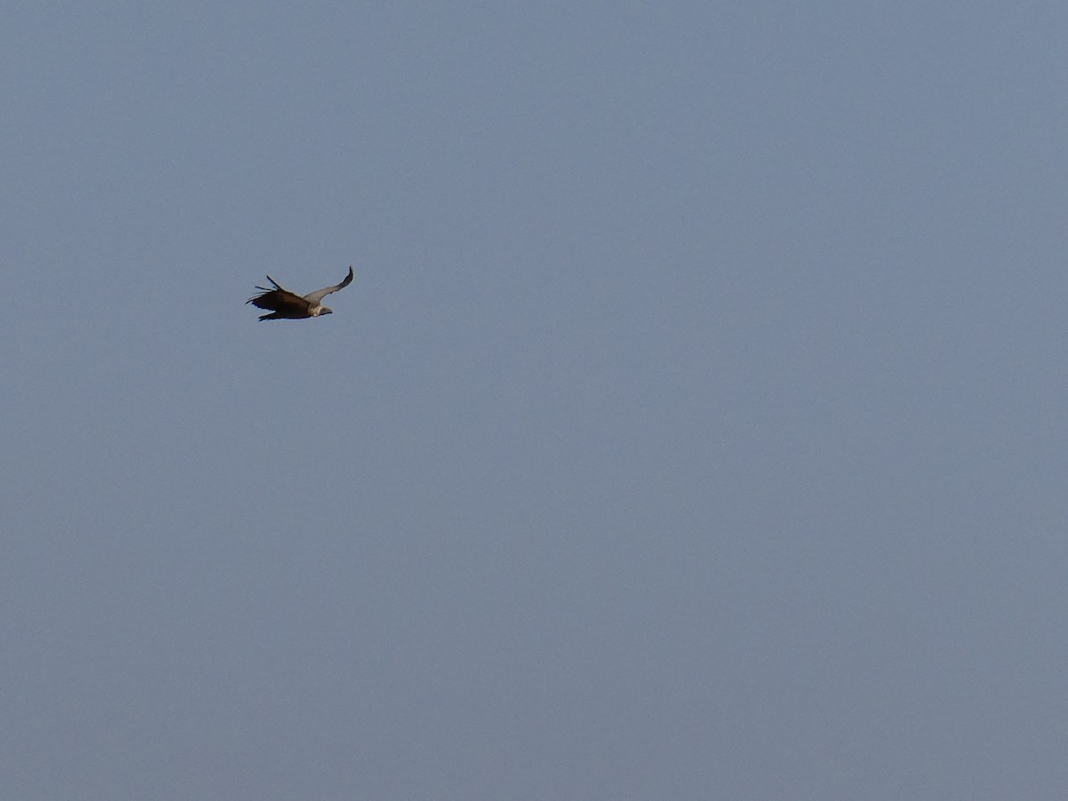 White-backed Vulture - ML643034269