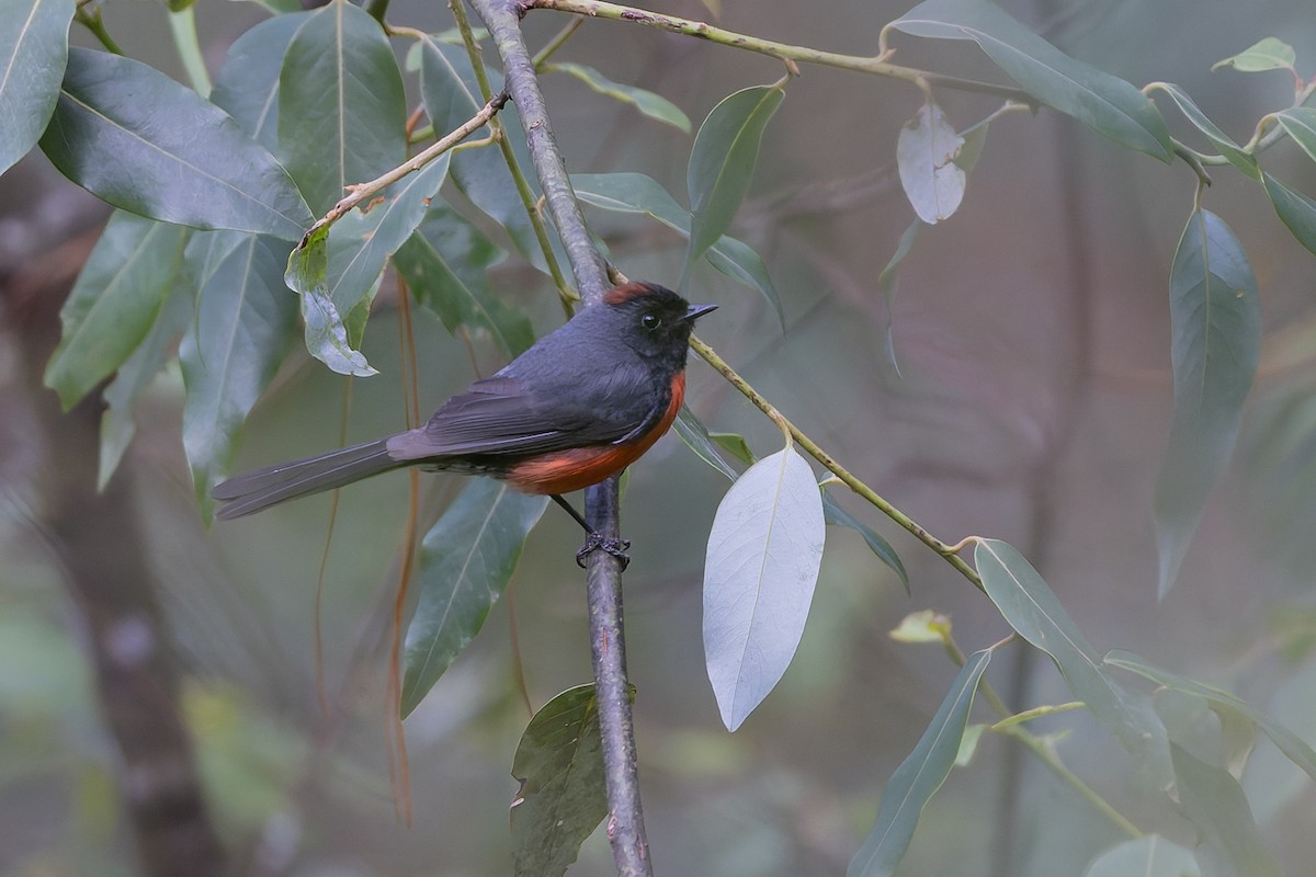 Slate-throated Redstart - ML643034282