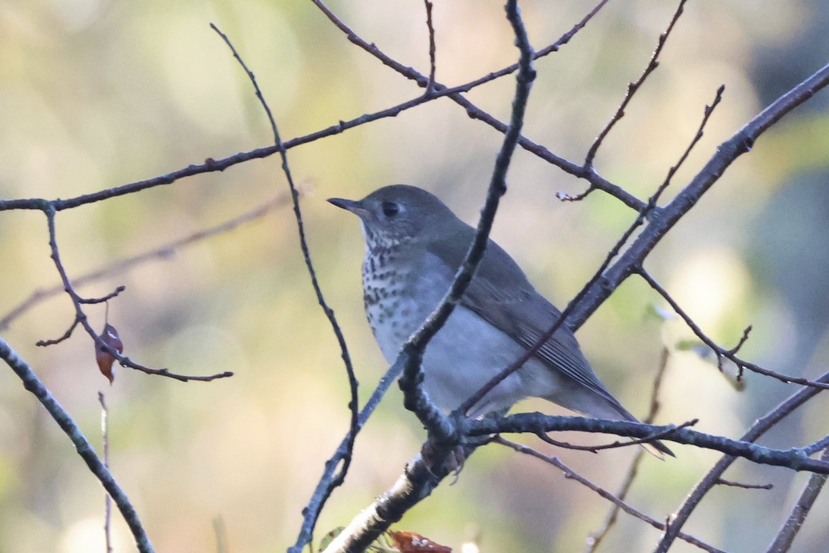 Gray-cheeked Thrush - ML643034319