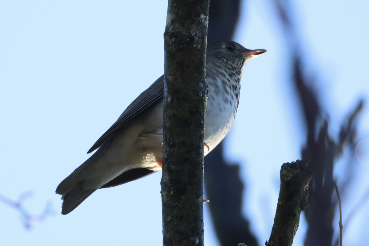 Gray-cheeked Thrush - ML643034320
