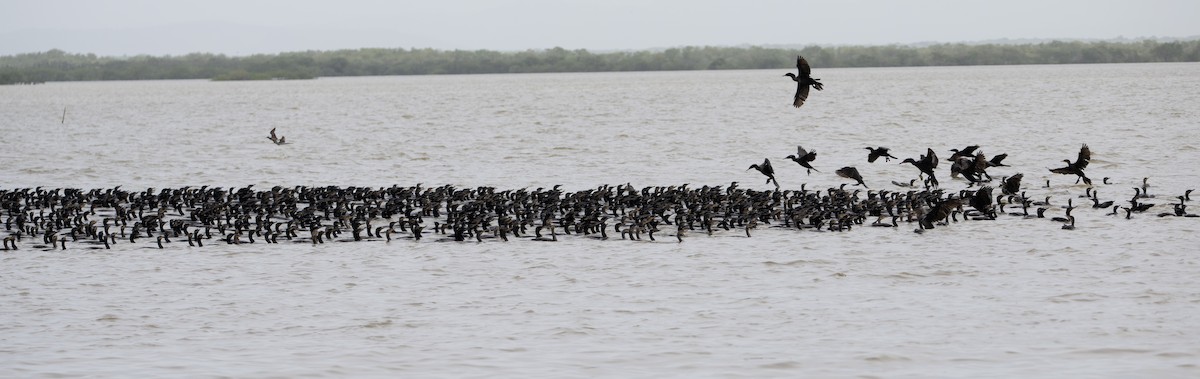 kormorán neotropický - ML643034321