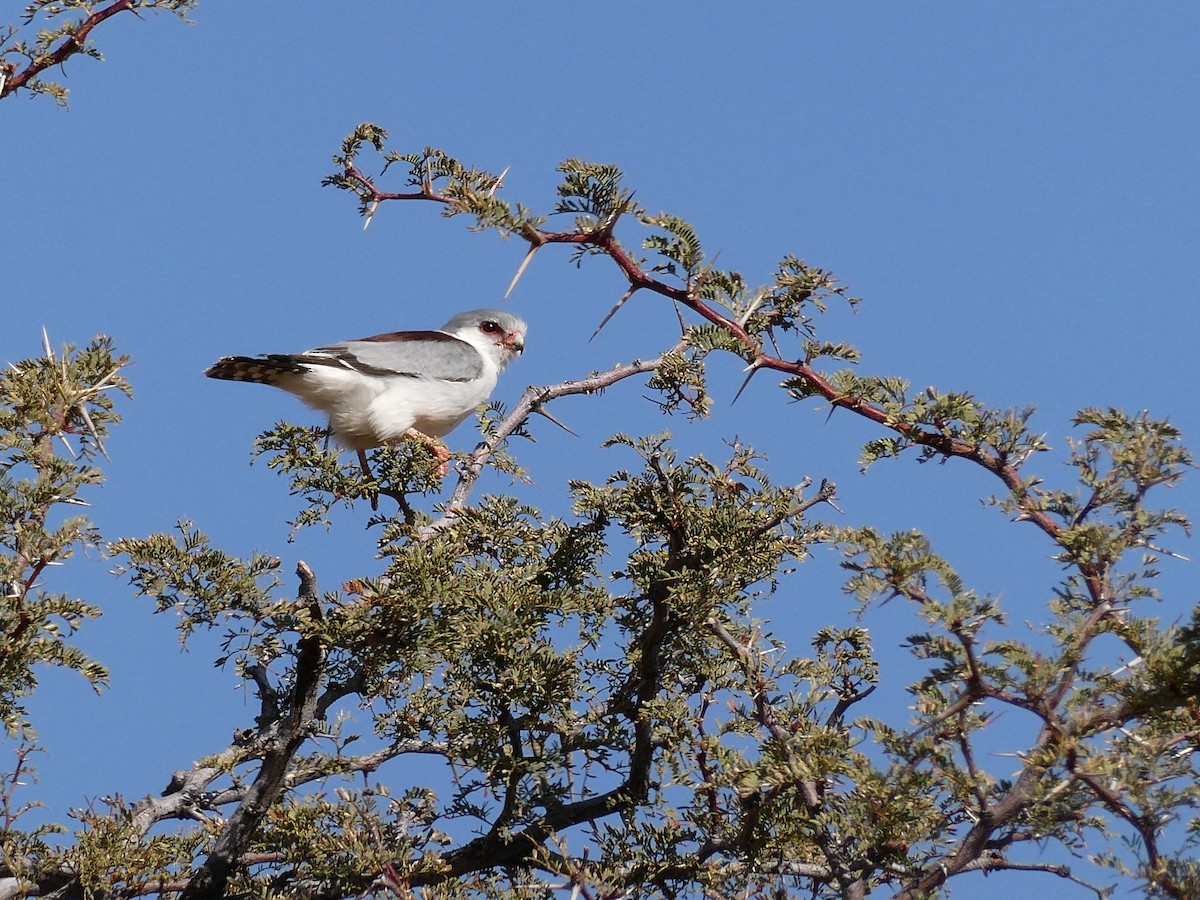 Pygmy Falcon - ML643034324