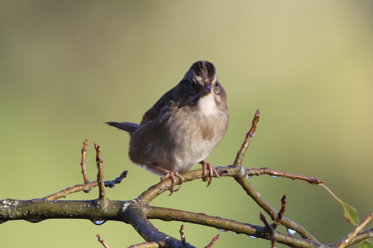 Swamp Sparrow - ML643034328