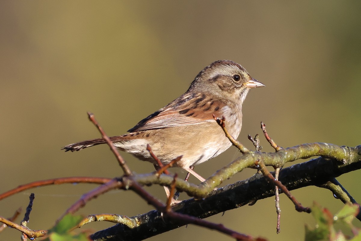 Swamp Sparrow - ML643034329