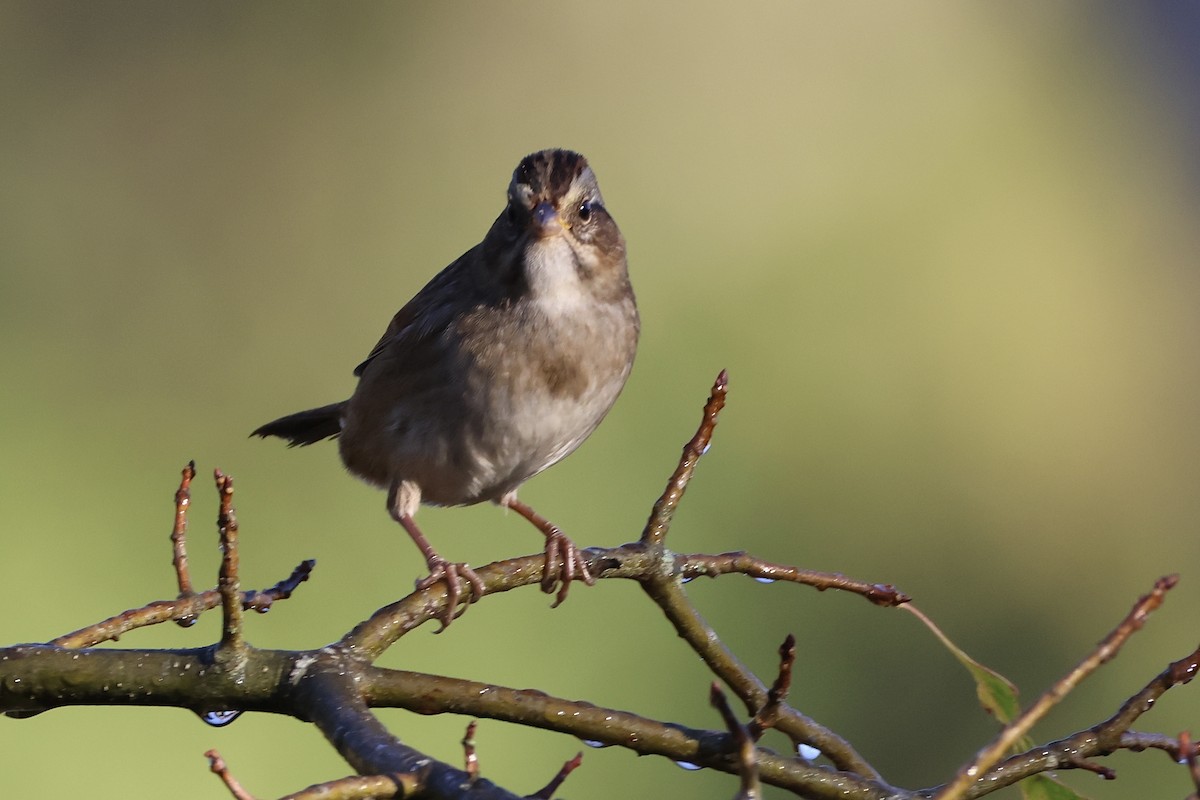 Swamp Sparrow - ML643034332