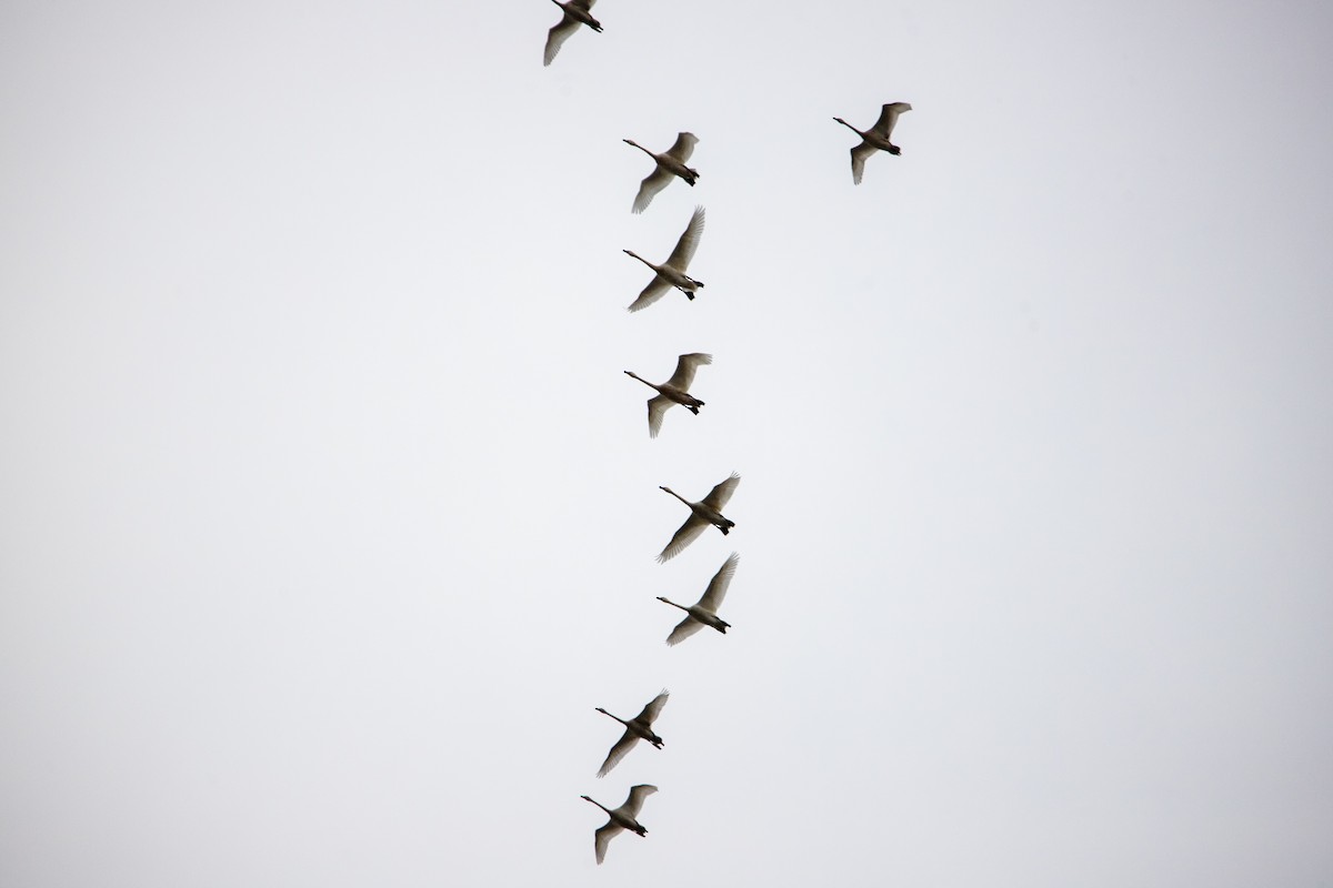 Tundra Swan - ML643034344