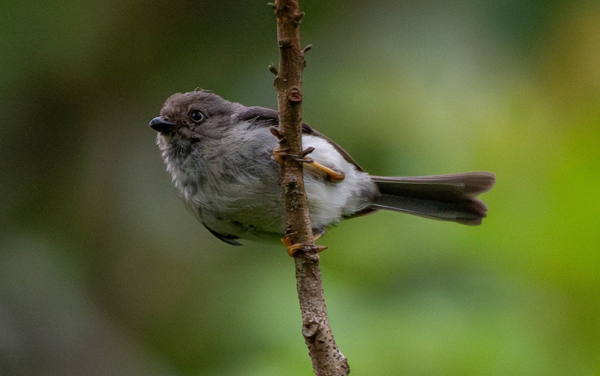 Javaschwanzmeise - ML643034375