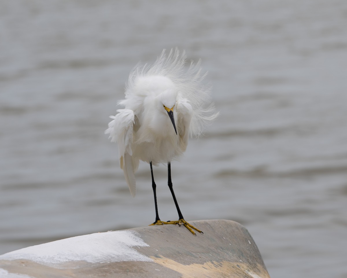 volavka bělostná - ML643034397