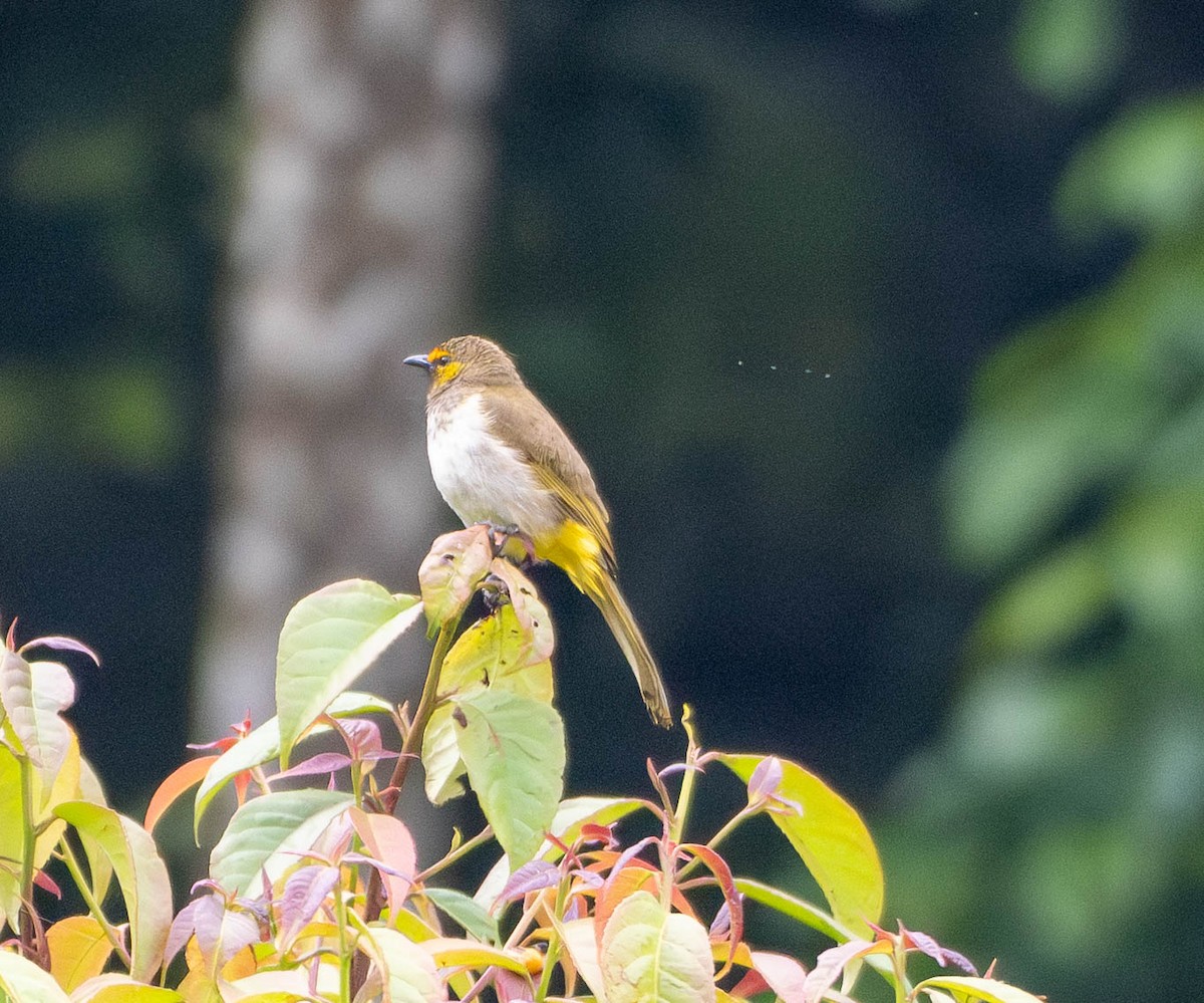 Orange-spotted Bulbul - ML643034403