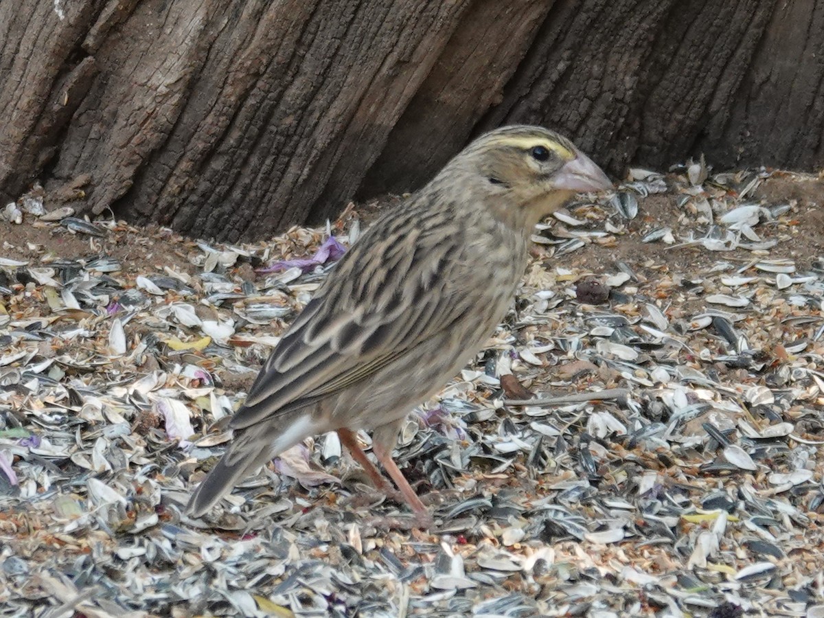 Southern Red Bishop - ML643034405
