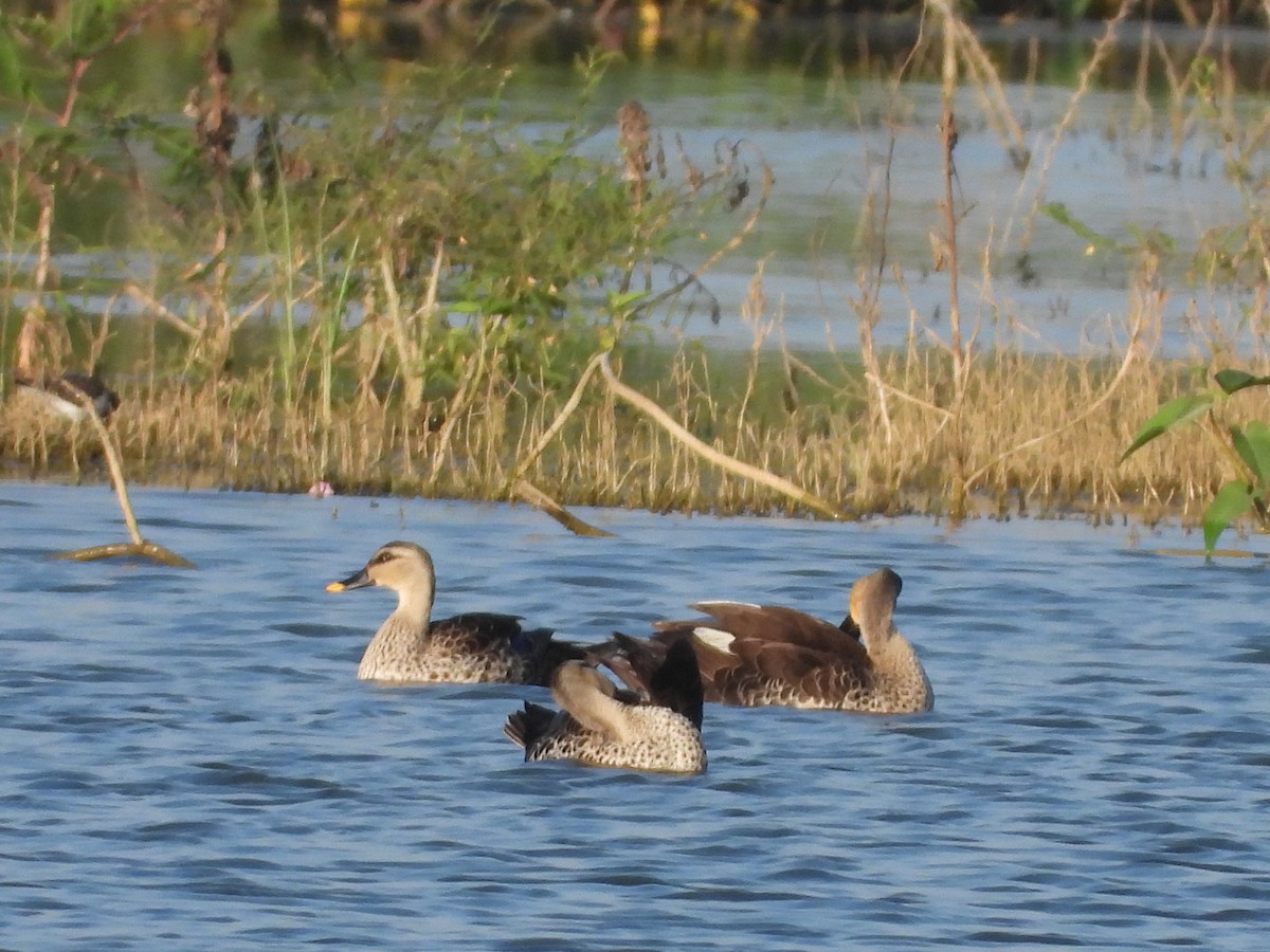 Indian Spot-billed Duck - ML643034415