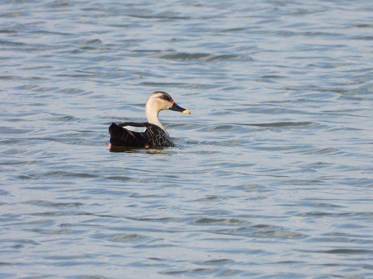 Indian Spot-billed Duck - ML643034417