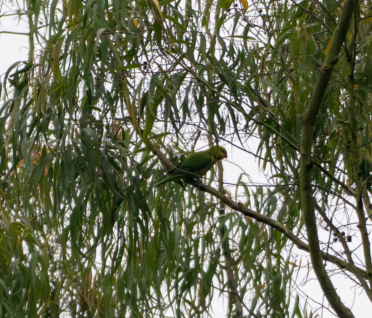 Olive-headed Lorikeet - ML643034462