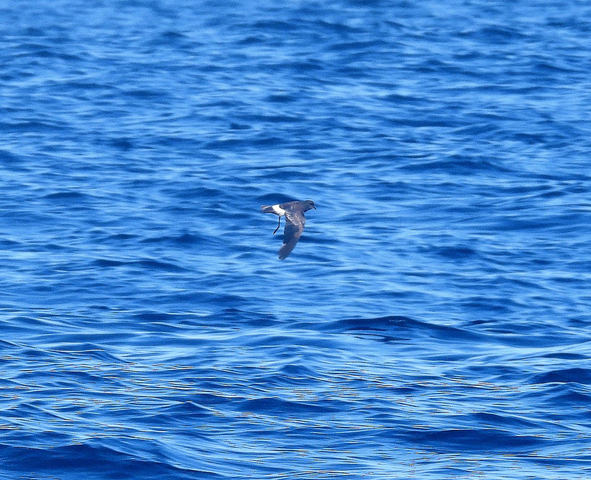 Wilson's Storm-Petrel - ML643034465