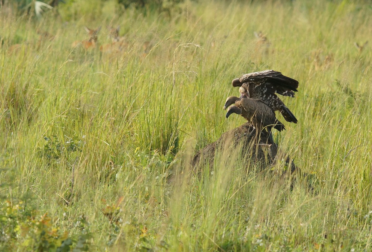 Rüppell's Griffon - ML643034466