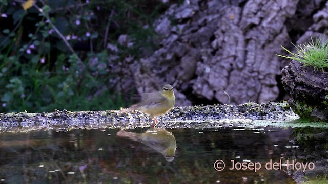 Willow Warbler - ML643034471