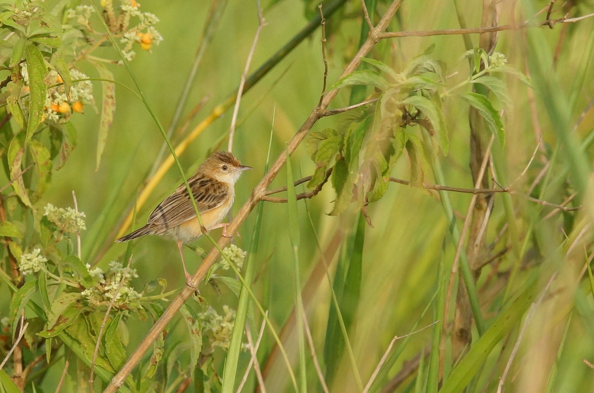 Zitting Cisticola - ML643034483