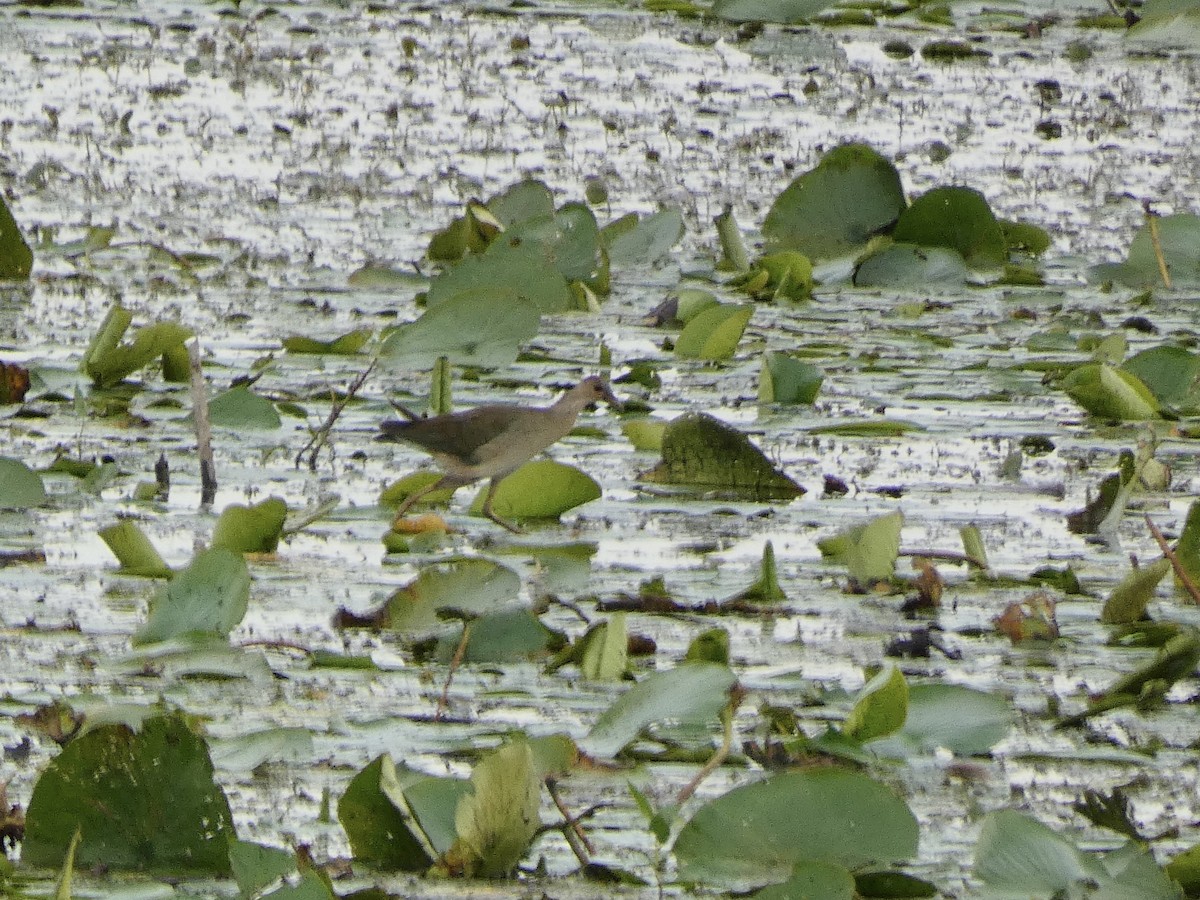 Purple Gallinule - ML643034494