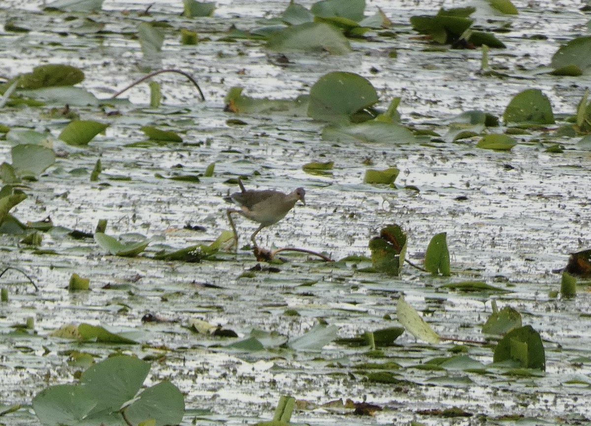 Purple Gallinule - ML643034495