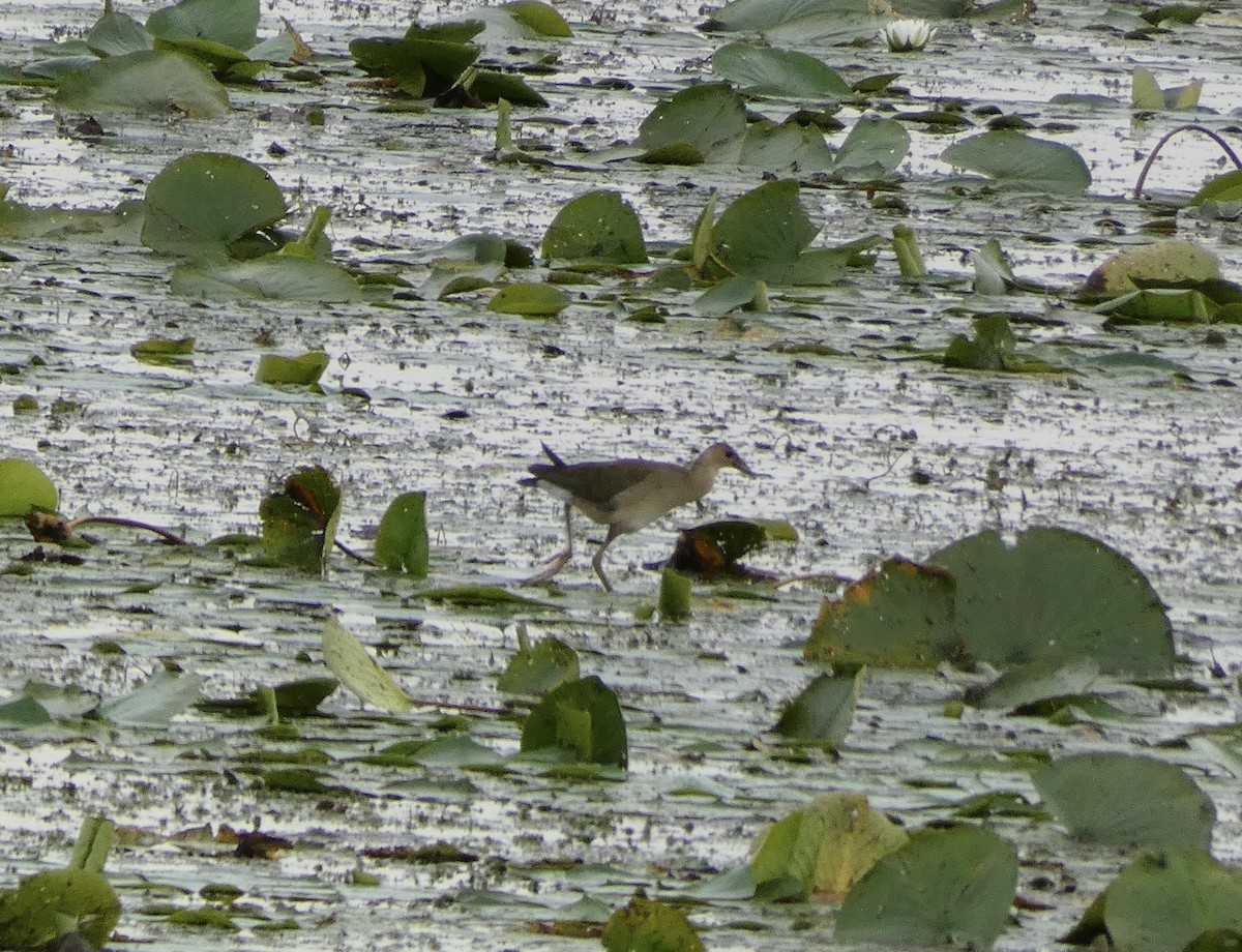Purple Gallinule - ML643034496