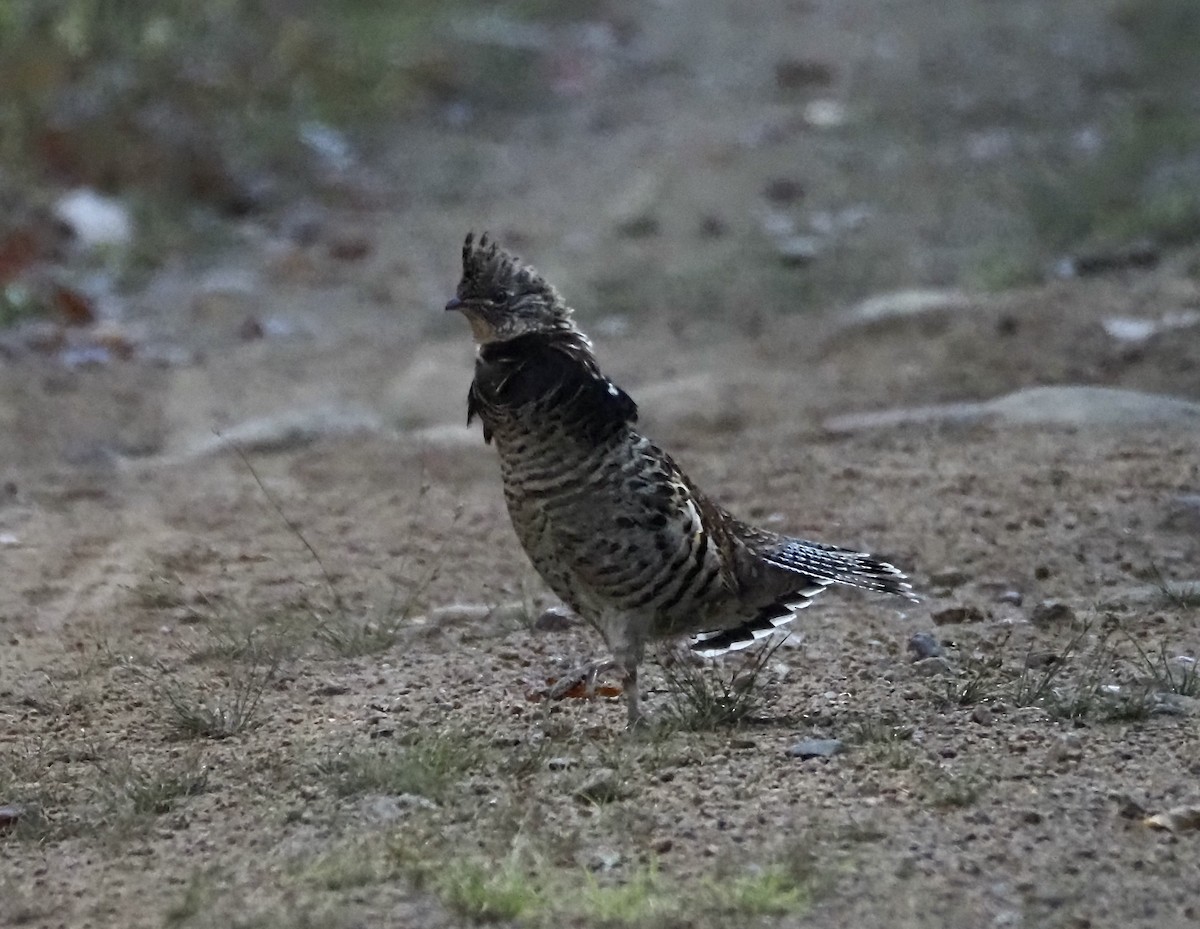 Ruffed Grouse - ML643034514