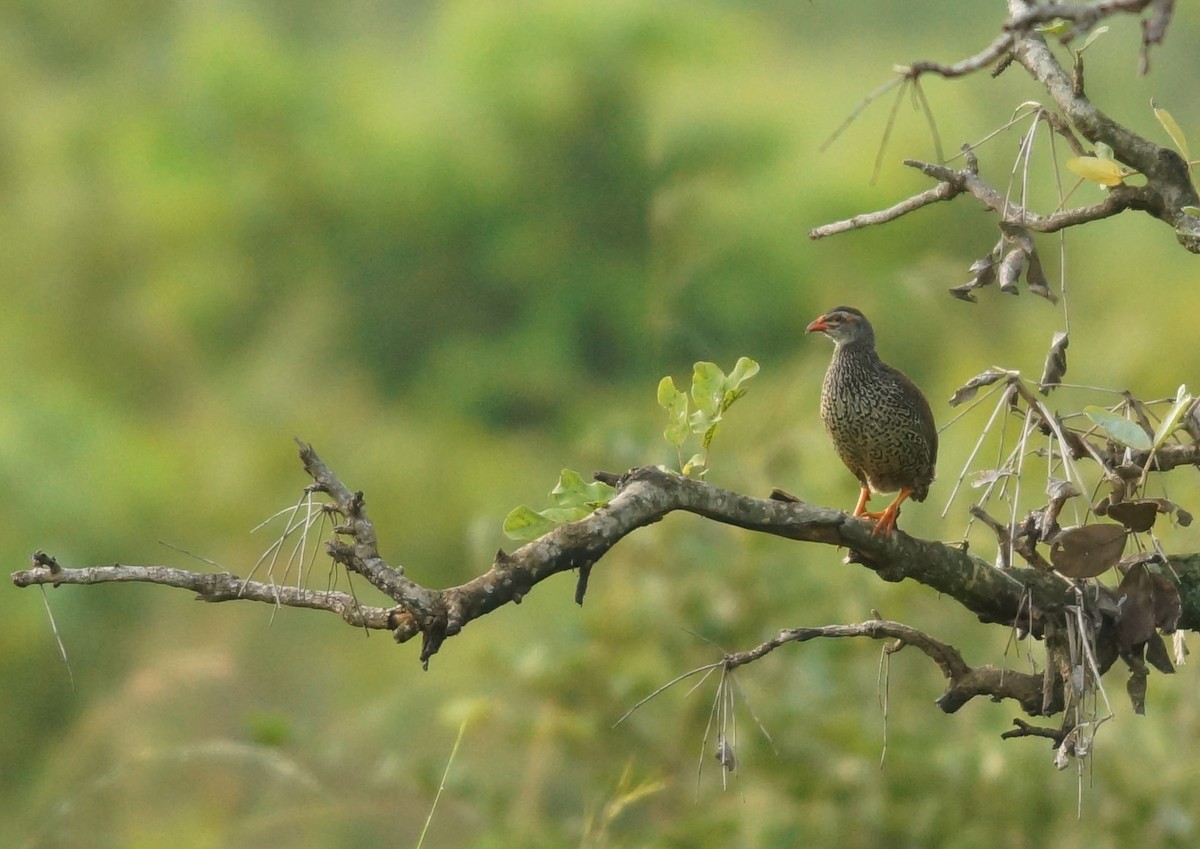 Clapperton's Spurfowl - ML643034518