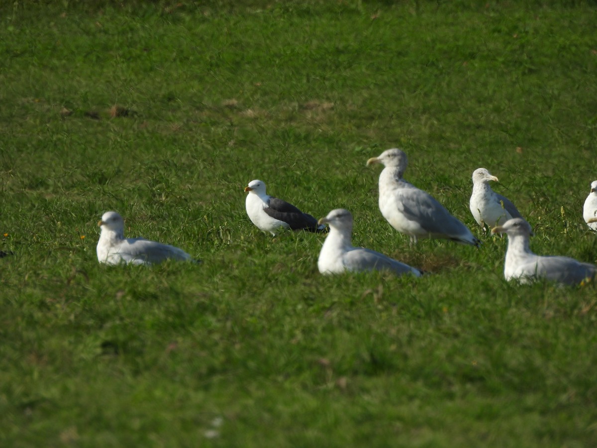 Lesser Black-backed Gull - ML643034524
