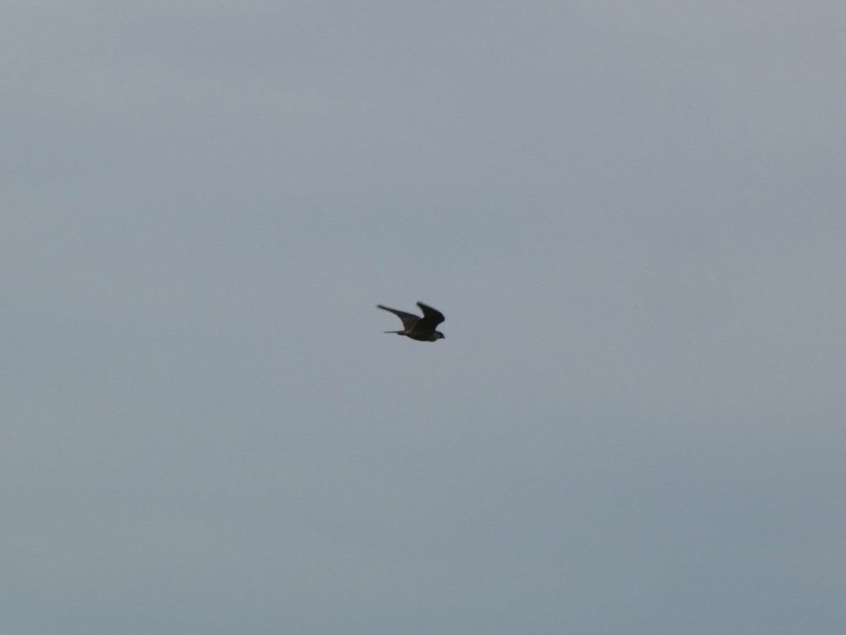 Peregrine Falcon - ML643034529