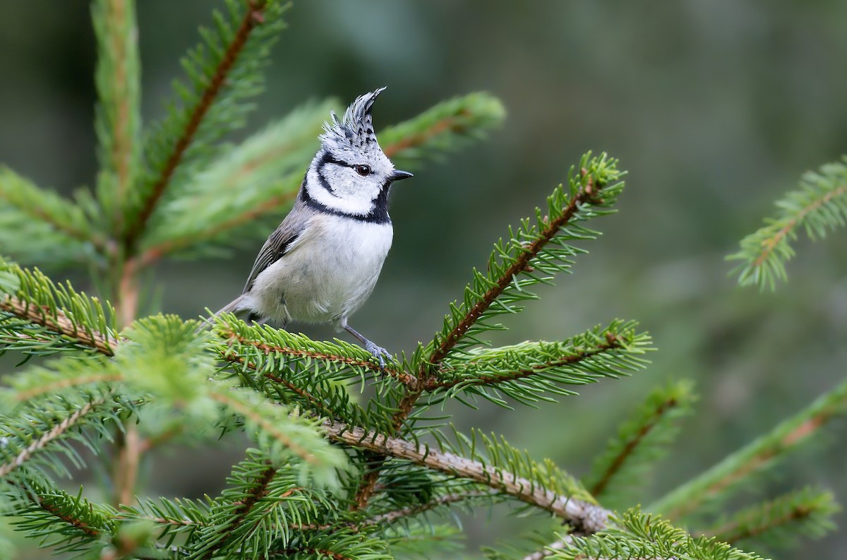 Crested Tit - ML643034531