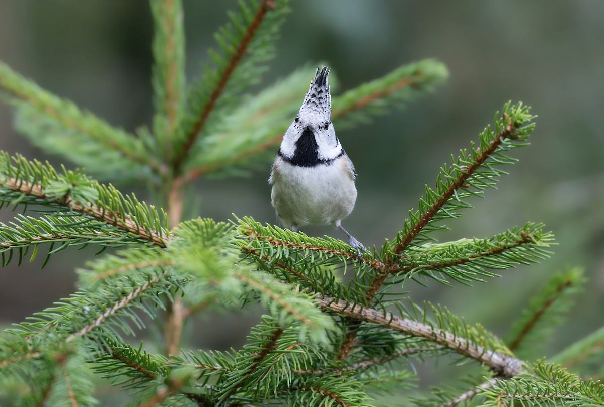 Crested Tit - ML643034533