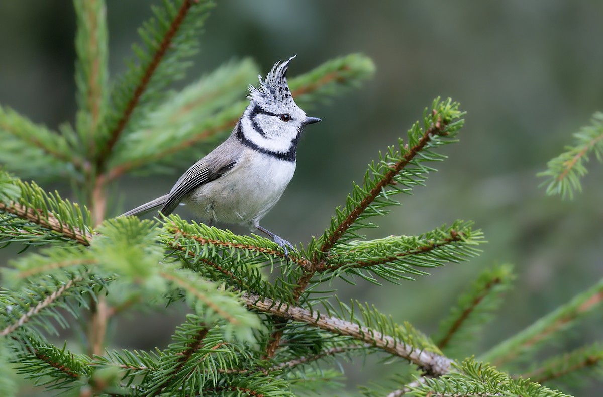 Crested Tit - ML643034534