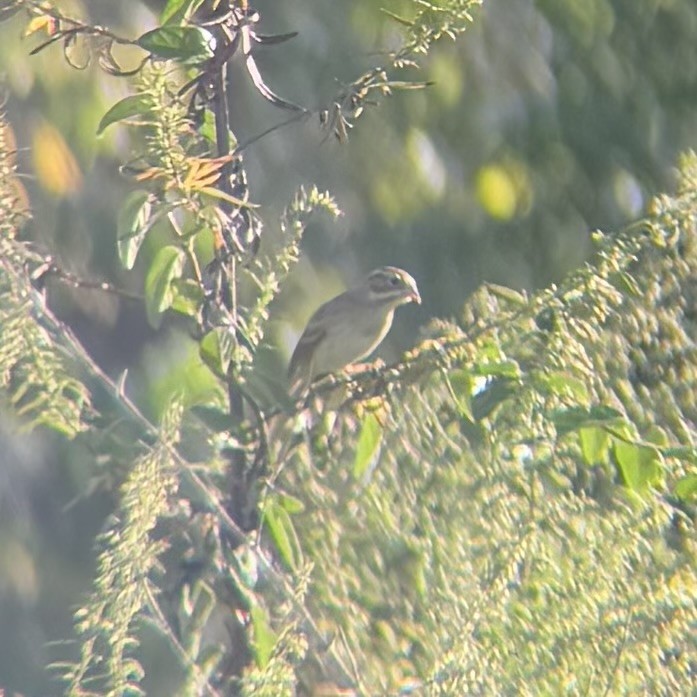 Clay-colored Sparrow - ML643034537