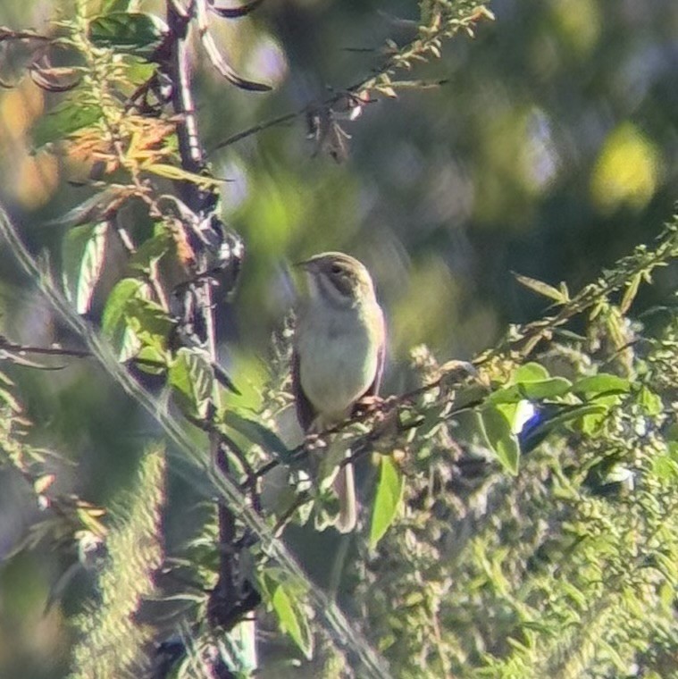 Clay-colored Sparrow - ML643034538