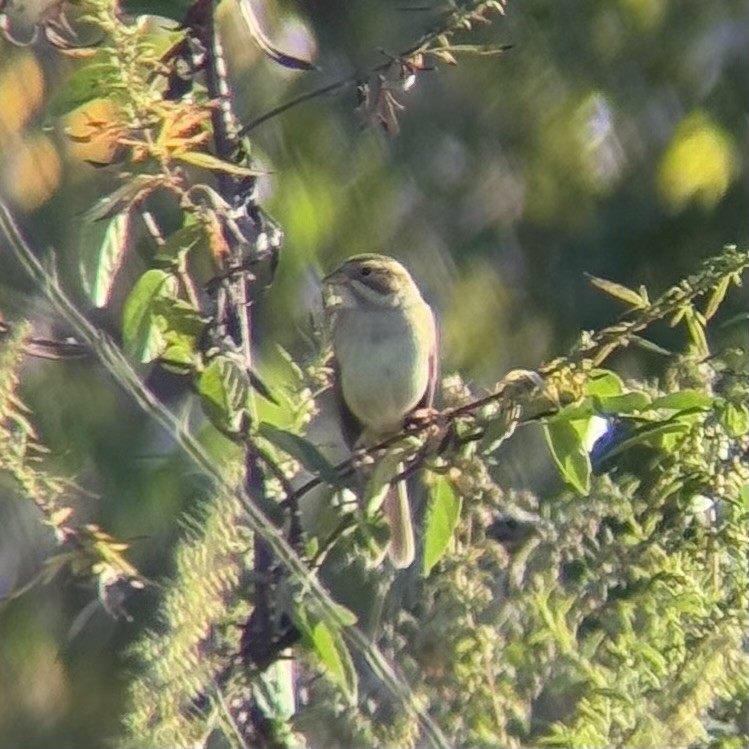Clay-colored Sparrow - ML643034540