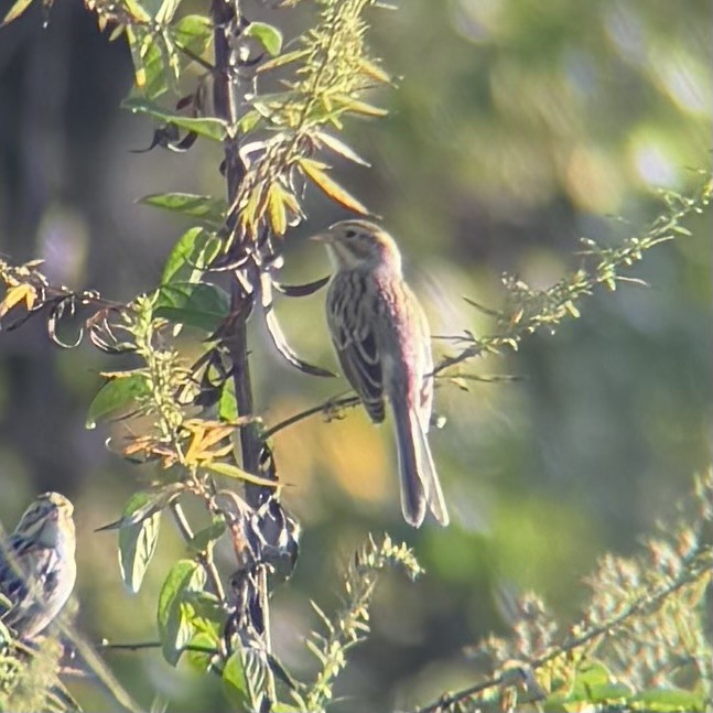 Clay-colored Sparrow - ML643034542