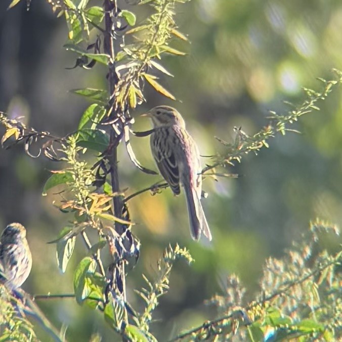 Clay-colored Sparrow - ML643034543