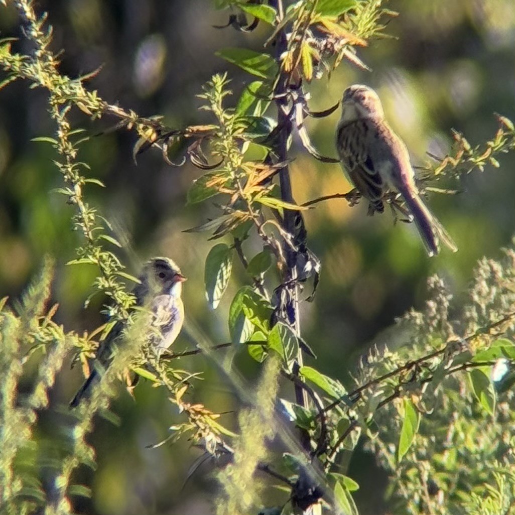 Clay-colored Sparrow - ML643034546