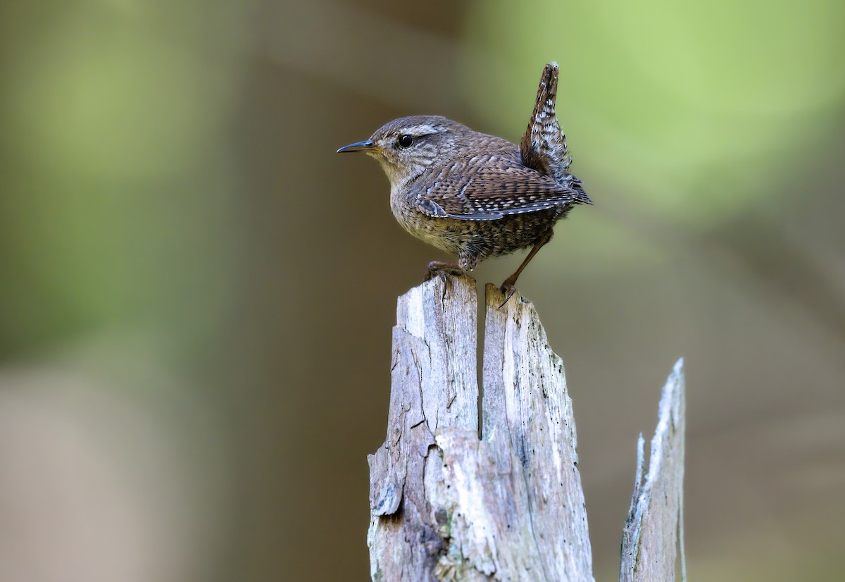 Eurasian Wren - ML643034548