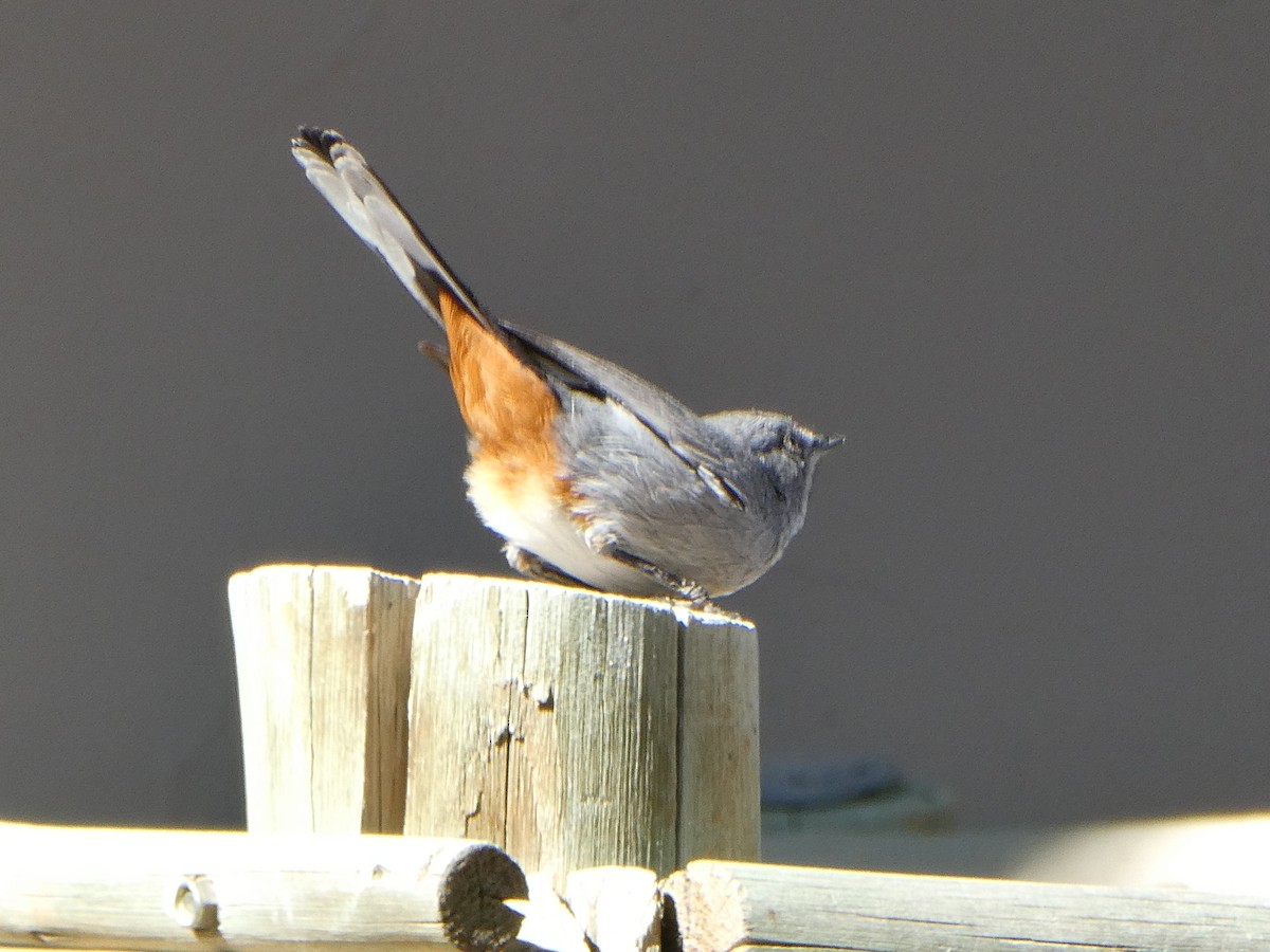 Chestnut-vented Warbler - ML643034562