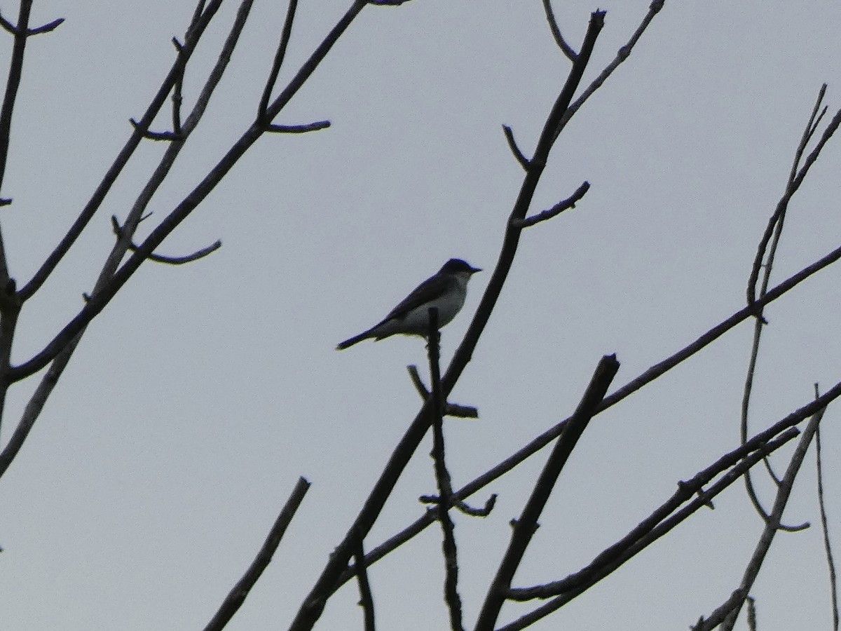 Eastern Kingbird - ML643034596