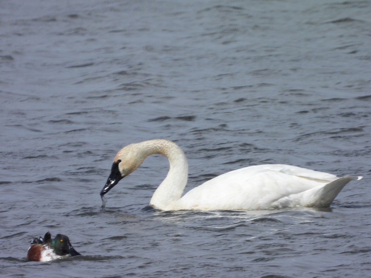 Tundra Swan - ML643034611