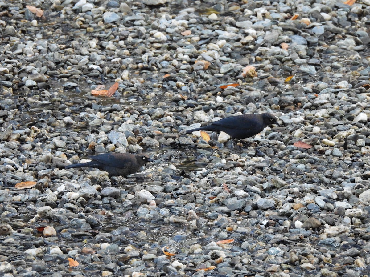 Rusty Blackbird - ML643034637